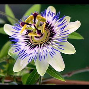 Meet your Posher, Suzanna noel